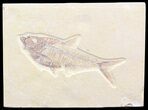 Nice, Diplomystus Fossil Fish - Wyoming #41056-1